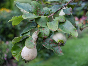 Quince leaves (Cydonia oblonga) infested with leaf tan (Diplocaron mespili) Quince leaves (Cydonia oblonga) infested with leaf tan (Diplocaron mespili)