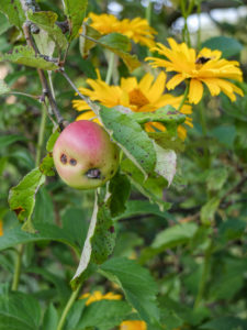 Ein Befall des Apfelwicklers ist an den kleinen Bohrlöchern im Apfel zu erkennen (Cydia pomonella) Ein Befall des Apfelwicklers ist an den kleinen Bohrlöchern im Apfel zu erkennen (Cydia pomonella)