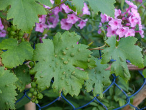 Grape leaves (Vitis vinifera) infested with grape pox mite (Eriophyes vitis) Grape leaves (Vitis vinifera) infested with grape pox mite (Eriophyes vitis)