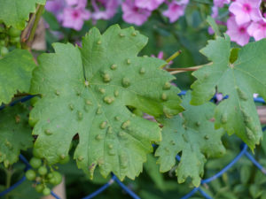 Weinblätter (Vitis vinifera) befallen mit Rebenpockenmilbe (Eriophyes vitis) Weinblätter (Vitis vinifera) befallen mit Rebenpockenmilbe (Eriophyes vitis)