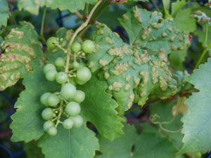 Weinblätter (Vitis vinifera) befallen mit Rebenpockenmilbe (Eriophyes vitis) Weinblätter (Vitis vinifera) befallen mit Rebenpockenmilbe (Eriophyes vitis)