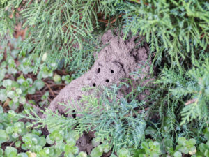 Ameisennest (Lasius niger) im Beet unter den Zweigen Ameisennest (Lasius niger) im Beet unter den Zweigen