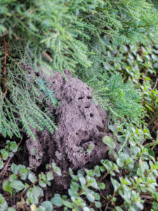 Ameisennest (Lasius niger) im Beet unter den Zweigen Ameisennest (Lasius niger) im Beet unter den Zweigen