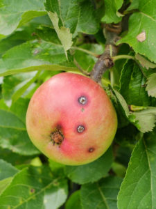 Ein Befall des Apfelwicklers ist an den kleinen Bohrlöchern im Apfel zu erkennen (Cydia pomonella) Ein Befall des Apfelwicklers ist an den kleinen Bohrlöchern im Apfel zu erkennen (Cydia pomonella)