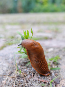 Spanische Wegschnecke (Arion vulgaris) klettert an der Pflanze hoch Spanische Wegschnecke (Arion vulgaris) klettert an der Pflanze hoch
