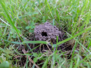 Erdwespennest im Rasen mit dem Einflugloch (Vespula vulgaris) Erdwespennest im Rasen mit dem Einflugloch (Vespula vulgaris)