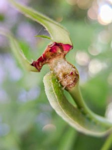Larve der Rosenblattrollwespe (Blennocampa phyllocolpa, Synonym: Blennocampa pusilla) mit Rosenknospe Larve der Rosenblattrollwespe (Blennocampa phyllocolpa, Synonym: Blennocampa pusilla) mit Rosenknospe