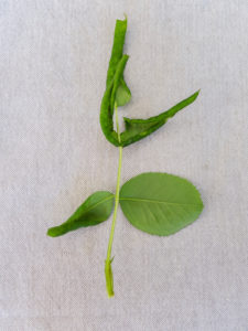 Befall mit der Blattrollwespe (Blennocampa phyllocolpa) zeigt sich durch eingerollte Rosenblätter Befall mit der Blattrollwespe (Blennocampa phyllocolpa) zeigt sich durch eingerollte Rosenblätter