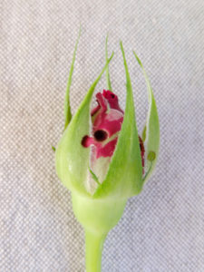 Holes in the rosebud caused by the larvae of the parrot wasp (Blennocampa phyllocolpa) Holes in the rosebud caused by the larvae of the parrot wasp (Blennocampa phyllocolpa)