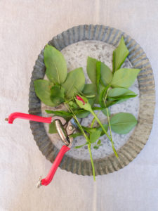 Infestation with the leaf wasp (Blennocampa phyllocolpa) is shown by rolled rose petals Infestation with the leaf wasp (Blennocampa phyllocolpa) is shown by rolled rose petals
