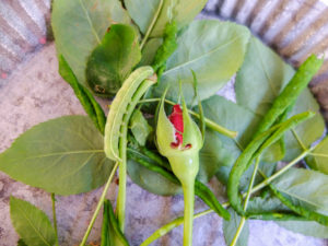 Infestation with the leaf wasp (Blennocampa phyllocolpa) is shown by rolled rose petals Infestation with the leaf wasp (Blennocampa phyllocolpa) is shown by rolled rose petals