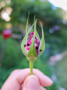 Holes in the rosebud caused by the larvae of the parrot wasp (Blennocampa phyllocolpa) Holes in the rosebud caused by the larvae of the parrot wasp (Blennocampa phyllocolpa)