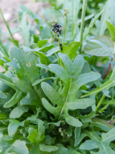 Raps-Erdflöhe (Psylliodes chrysocephalus) auf Rucola Raps-Erdflöhe (Psylliodes chrysocephalus) auf Rucola