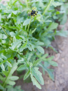 Raps-Erdflöhe (Psylliodes chrysocephalus) auf Rucola Raps-Erdflöhe (Psylliodes chrysocephalus) auf Rucola