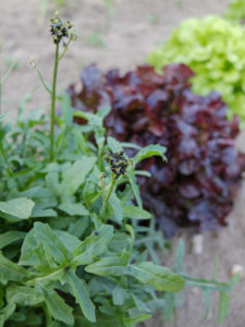 Raps-Erdflöhe (Psylliodes chrysocephalus) auf Rucola Raps-Erdflöhe (Psylliodes chrysocephalus) auf Rucola