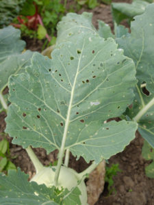 Damage from eating by the caterpillars of the small cabbage white butterfly (Pieris rapae) on kohlrabi leaves Damage from eating by the caterpillars of the small cabbage white butterfly (Pieris rapae) on kohlrabi leaves