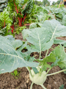 Damage from eating by the caterpillars of the small cabbage white butterfly (Pieris rapae) on kohlrabi leaves Damage from eating by the caterpillars of the small cabbage white butterfly (Pieris rapae) on kohlrabi leaves