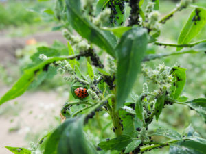 Blattläuse (Aphidoidea) und der Marienkäfer am Weißen Gänsefuß (Chenopodium album L.) Blattläuse (Aphidoidea) und der Marienkäfer am Weißen Gänsefuß (Chenopodium album L.)