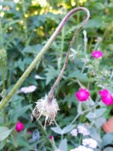 Echinacea infected with gray mold rot (Botrytis cinerea) Echinacea infected with gray mold rot (Botrytis cinerea)