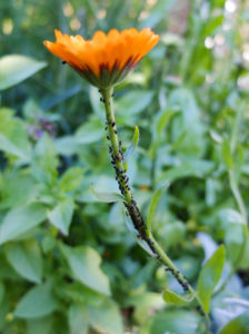 Blattläuse (Aphidoidea) an der Ringelblume (Calendula) Blattläuse (Aphidoidea) an der Ringelblume (Calendula)