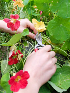 Gelbe Blätter von der Kapuzinerkresse (Tropaeolum majus) entfernen Gelbe Blätter von der Kapuzinerkresse (Tropaeolum majus) entfernen