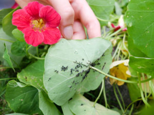 Blattläuse (Aphidoidea) an der Kapuzinerkresse (Tropaeolum majus) Blattläuse (Aphidoidea) an der Kapuzinerkresse (Tropaeolum majus)