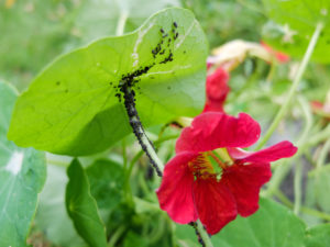 Blattläuse (Aphidoidea) an der Kapuzinerkresse (Tropaeolum majus) Blattläuse (Aphidoidea) an der Kapuzinerkresse (Tropaeolum majus)