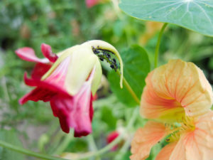 Blattläuse (Aphidoidea) an der Kapuzinerkresse (Tropaeolum majus) Blattläuse (Aphidoidea) an der Kapuzinerkresse (Tropaeolum majus)