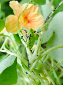 Blattläuse (Aphidoidea) an der Kapuzinerkresse (Tropaeolum majus) Blattläuse (Aphidoidea) an der Kapuzinerkresse (Tropaeolum majus)
