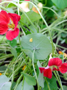 Eier von Marienkäfer am Blatt von Kapuzinerkresse (Tropaeolum majus) Eier von Marienkäfer am Blatt von Kapuzinerkresse (Tropaeolum majus)