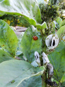 Aphids (Aphidoidea) and the ladybird on the broad bean with blossom (Vicia faba) Aphids (Aphidoidea) and the ladybird on the broad bean with blossom (Vicia faba)