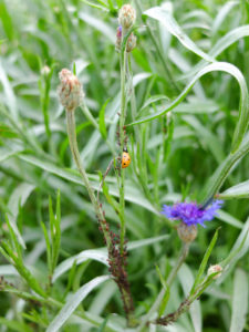 Blattläuse (Aphidoidea) und der Marienkäfer an der Kornblume (Centaurea cyanus) Blattläuse (Aphidoidea) und der Marienkäfer an der Kornblume (Centaurea cyanus)