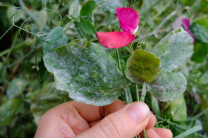 Sweet pea (Lathyrus odoratus) infested with powdery mildew (Erysiphaceae) Sweet pea (Lathyrus odoratus) infested with powdery mildew (Erysiphaceae)