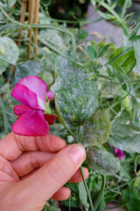 Duftwicke (Lathyrus odoratus) befallen mit Mehltau (Erysiphaceae) Duftwicke (Lathyrus odoratus) befallen mit Mehltau (Erysiphaceae)
