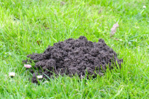 Fresh molehills in the lawn Fresh molehills in the lawn