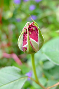 Blattläuse (Aphidoidea) an einer Rosenknospe Blattläuse (Aphidoidea) an einer Rosenknospe