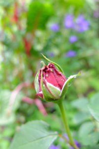Blattläuse (Aphidoidea) an einer Rosenknospe Blattläuse (Aphidoidea) an einer Rosenknospe