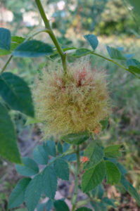 Growth (gall) on the rose caused by rose gall wasp (Diplolepis rosae) Growth (gall) on the rose caused by rose gall wasp (Diplolepis rosae)