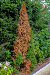 Pilz Pestalotiopsis funerea ist die Ursache für das Triebsterben der Lebensbäume (Thuja) Pilz Pestalotiopsis funerea ist die Ursache für das Triebsterben der Lebensbäume (Thuja)