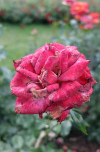 Grauschimmel (Botrytis cinerea) auf den Blütenblättern, Freilandrose 'Nina Weibull' Grauschimmel (Botrytis cinerea) auf den Blütenblättern, Freilandrose 'Nina Weibull'