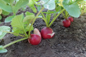 Burst radishes due to fluctuating water supply, 'Riesenbutter' variety Burst radishes due to fluctuating water supply, 'Riesenbutter' variety