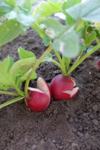 Burst radishes due to fluctuating water supply, 'Riesenbutter' variety Burst radishes due to fluctuating water supply, 'Riesenbutter' variety
