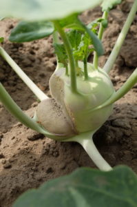 Geplatzter Kohlrabi durch schwankende Versorgung mit Wasser Geplatzter Kohlrabi durch schwankende Versorgung mit Wasser