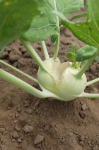 Geplatzter Kohlrabi durch schwankende Versorgung mit Wasser Geplatzter Kohlrabi durch schwankende Versorgung mit Wasser