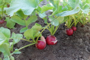 Burst radishes due to fluctuating water supply, 'Riesenbutter' variety Burst radishes due to fluctuating water supply, 'Riesenbutter' variety
