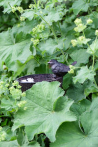 Small cast iron bird bath between lady's mantle leaves Small cast iron bird bath between lady's mantle leaves