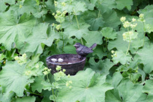 Small cast iron bird bath between lady's mantle leaves Small cast iron bird bath between lady's mantle leaves