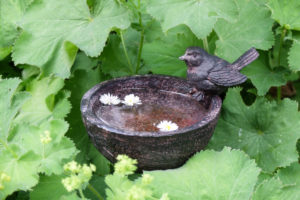 Small cast iron bird bath between lady's mantle leaves Small cast iron bird bath between lady's mantle leaves