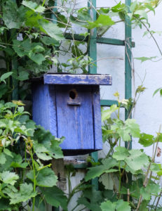 Blauer Vogelkasten aus Holz zwischen den Weinranken Blauer Vogelkasten aus Holz zwischen den Weinranken