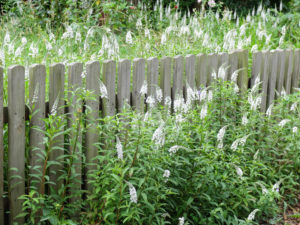 Schneefelberich (Lysimachia clethroides) am Holzlatten-Zaun Schneefelberich (Lysimachia clethroides) am Holzlatten-Zaun